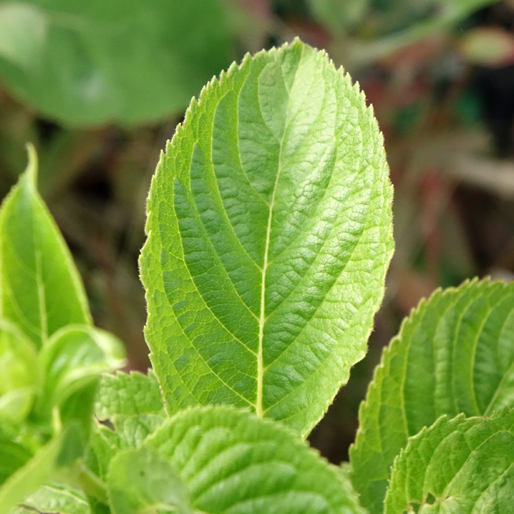 Weigélia middendorffiana