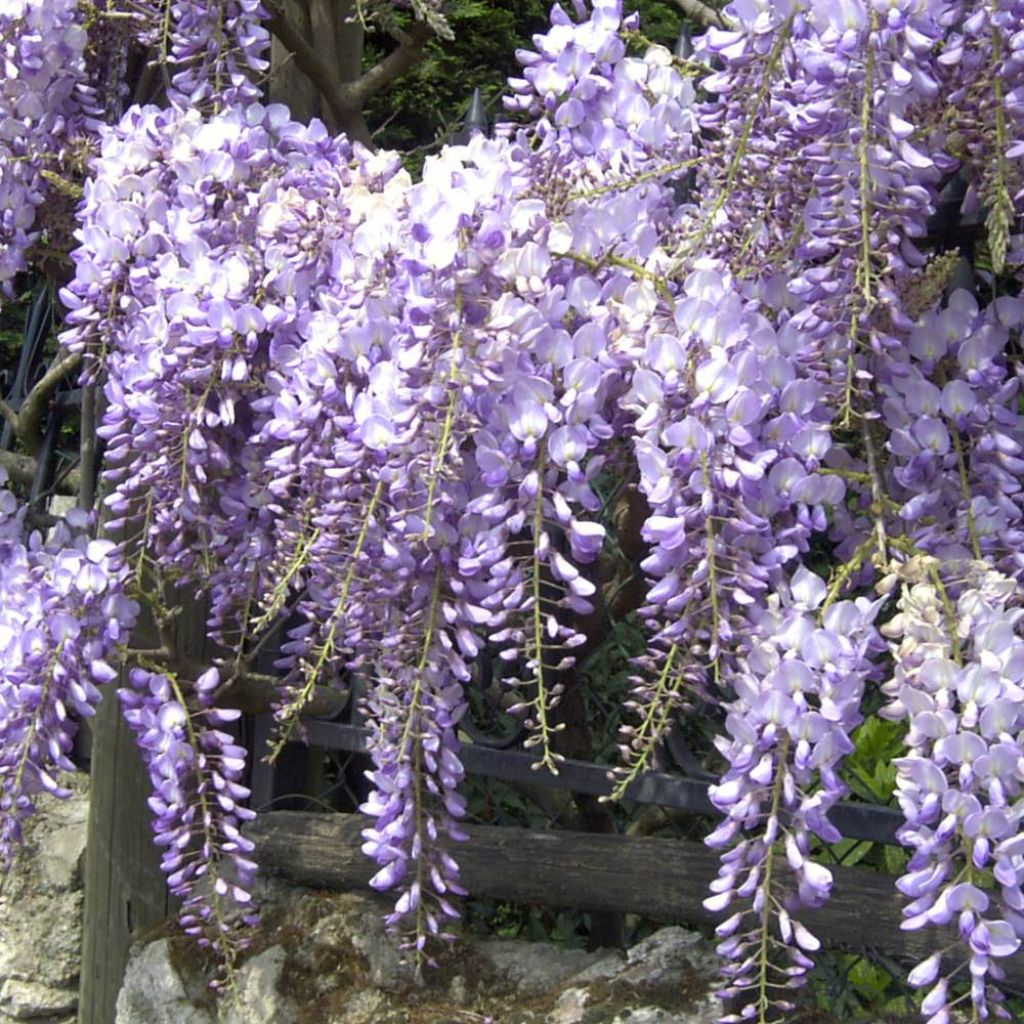 Wisteria sinensis Blue Line - Glicínia