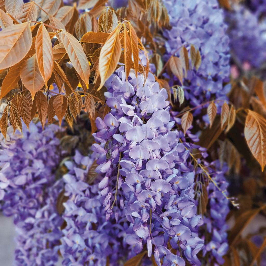 Wisteria sinensis Blue Line - Glicínia
