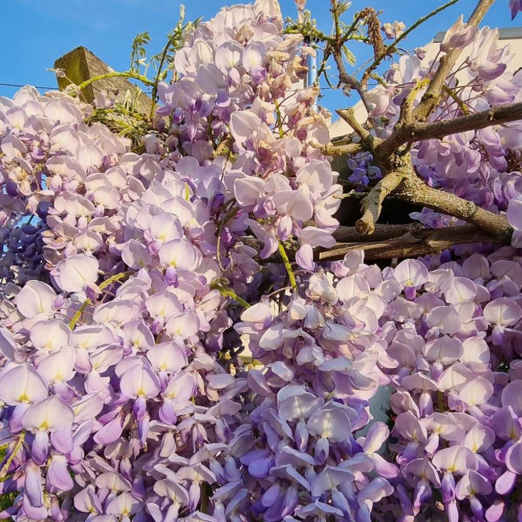 Wisteria sinensis Blue Line - Glicínia