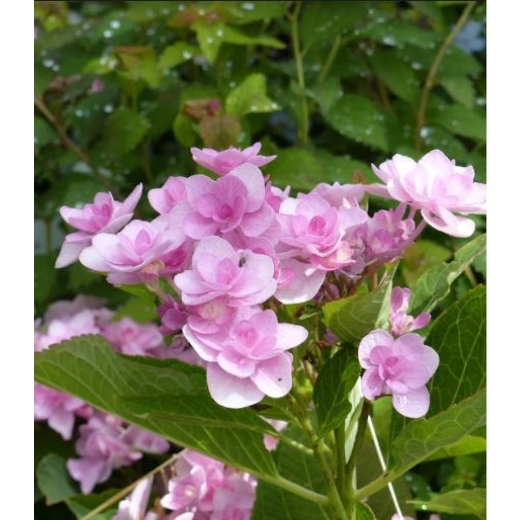 Hortensia - Hydrangea macrophylla You and Me Romance