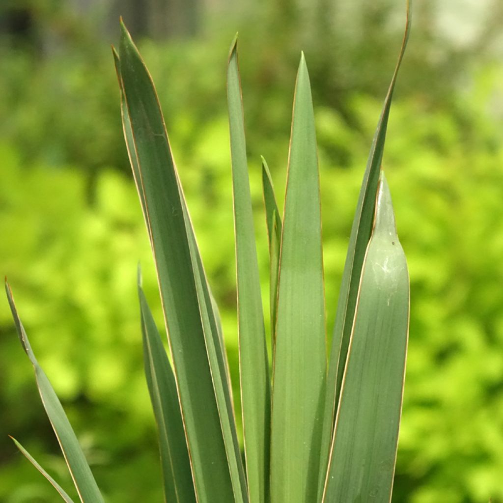Yucca filamentosa