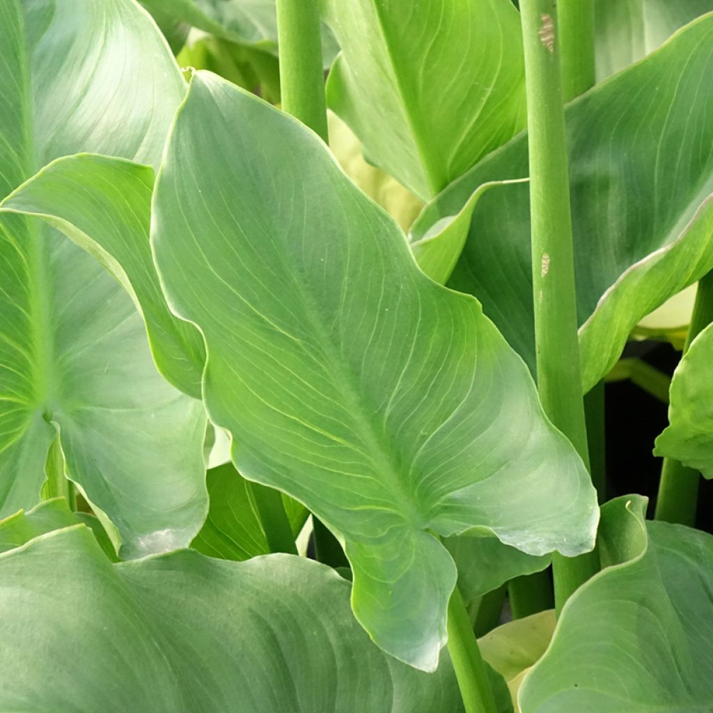Zantedeschia aethiopica Pink Flamingo