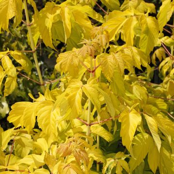 Érable à feuille de frêne doré - Acer negundo Kelly's Gold