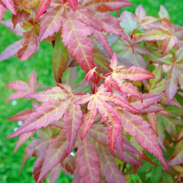 Érable du Japon - Acer palmatum Redwine