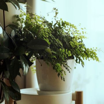 Adiantum Fritz Lüthi - Capillaire Adiantum Fritz Lüthi - Capillaire