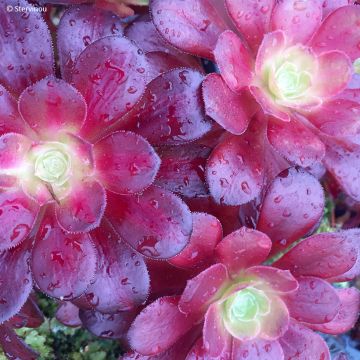 Aeonium arboreum Garnet - Aeonium en arbre
