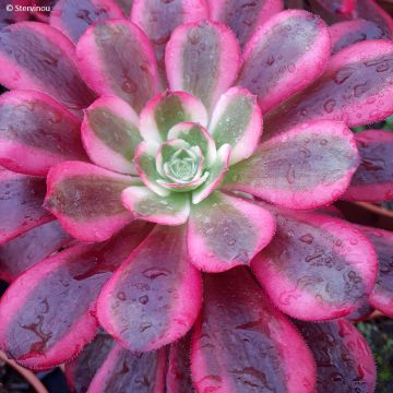 Aeonium arboreum Garnet - Aeonium en arbre