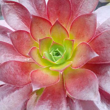 Aeonium arboreum Garnet - Aeonium en arbre