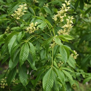 Maronnier nain - Aesculus mutabilis Induta
