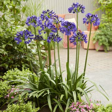 Agapanthe hybride Ever White
