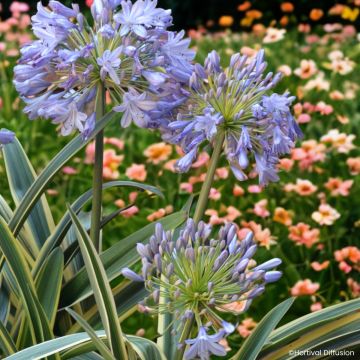 Agapanthe Golden Drop