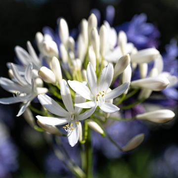 Agapanthe Arctic Star en godet de 9 cm