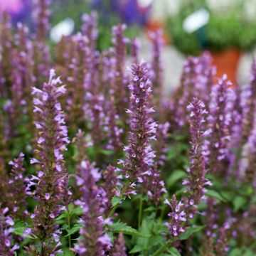 Agastache foeniculum Celestia - Hysope anisée