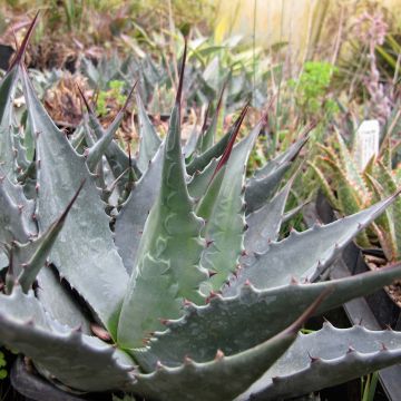 Agave montana - Agave des montagnes. Agave montana - Agave des montagnes.