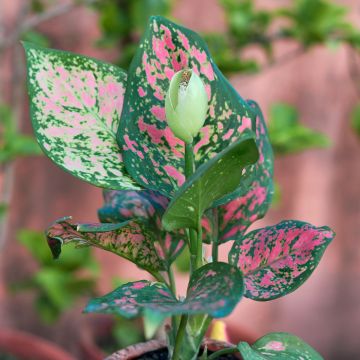 Aglaonema Beauty Aglaonema Beauty