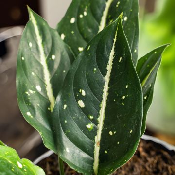 Aglaonema Toms Pride Aglaonema Toms Pride