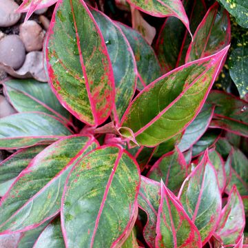 Aglaonema Siam Aurora Aglaonema Siam Aurora