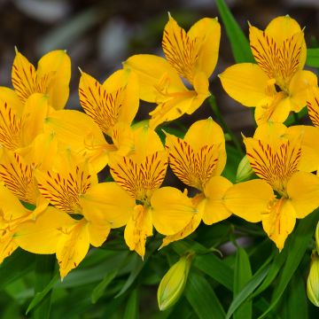 Alstroemeria aurantiaca