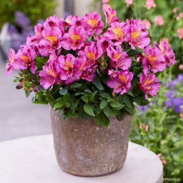 Alstroemère Inticancha Navajo