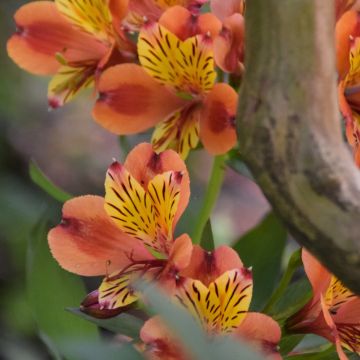 Alstroemeria Inticancha Bryce - Lis des Incas orangé