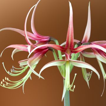 Amaryllis Chico