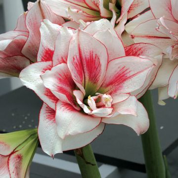 Amaryllis double Elvas