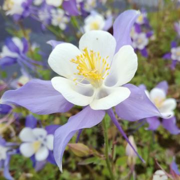 Ancolie, Aquilegia caerulea Rose Queen