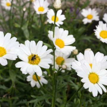 Anthémis Everest® blanc - Argyranthemum frutescens Anthémis Everest® blanc - Argyranthemum frutescens