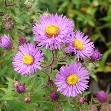 Aster novae angliae Barrs Blue - Aster grand d'automne