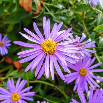 Aster thomsonii - Aster d'été