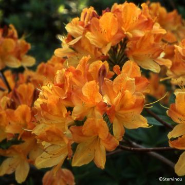 Azalée de Chine Mary Poppins - Rhododendron hybride Knaphill - Exbury Azalée de Chine Mary Poppins - Rhododendron hybride Knaphill - Exbury