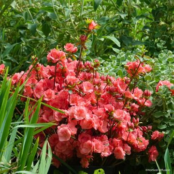 Azalée du Japon Flash Dance Salmon - Rhododendron hybride