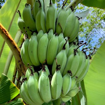 Bananier - Musa sikkimensis Helen's Hybride Bananier - Musa sikkimensis Helen's Hybride