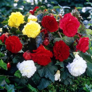 Begonia Fimbriata mix 6 couleurs