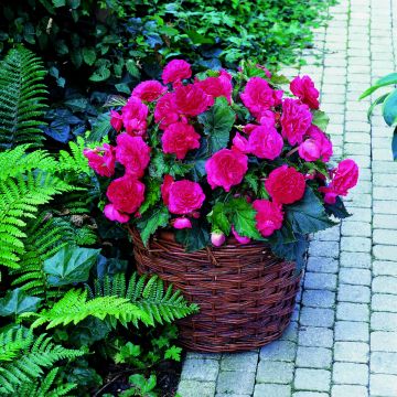 Begonia Grandiflora Picotee jaune rouge Begonia Grandiflora Picotee jaune rouge