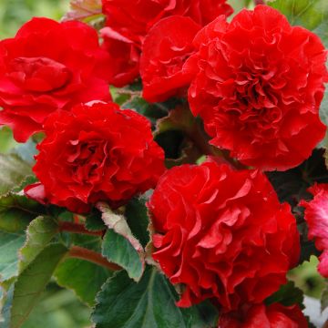 Bégonia double Non Stop Scarlet Bégonia double Non Stop Scarlet