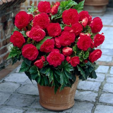 Bégonia double Non Stop Pink Bégonia double Non Stop Pink