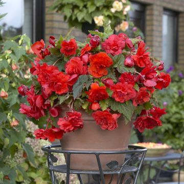 Bégonia double retombant Red Glory - Begonia Odorata 