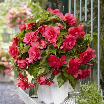 Begonia Pink Balcony - Begonia  retombant