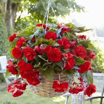Begonia Pink Balcony - Begonia retombant Begonia Pink Balcony - Begonia retombant