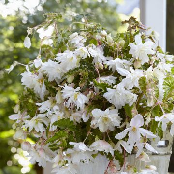 Begonia Pink Balcony - Begonia retombant Begonia Pink Balcony - Begonia retombant