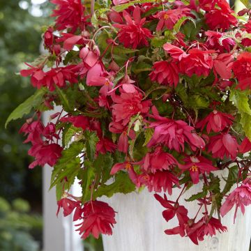 Begonia Pink Balcony - Begonia retombant Begonia Pink Balcony - Begonia retombant