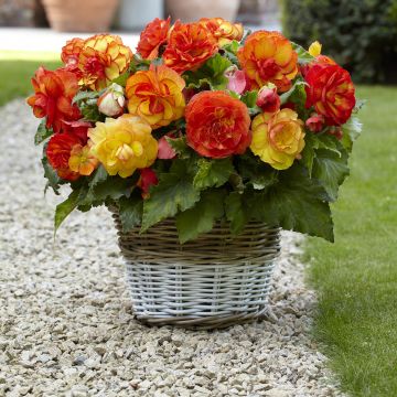 Begonia crispo marginata white/red Begonia crispo marginata white/red