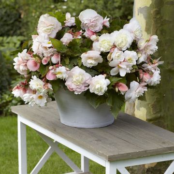 Begonia Grandiflora Rouge Begonia Grandiflora Rouge