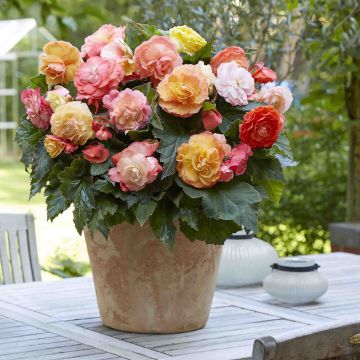 Begonia Grandiflora Rouge Begonia Grandiflora Rouge