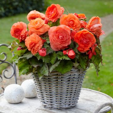 Begonia Grandiflora Rouge Begonia Grandiflora Rouge