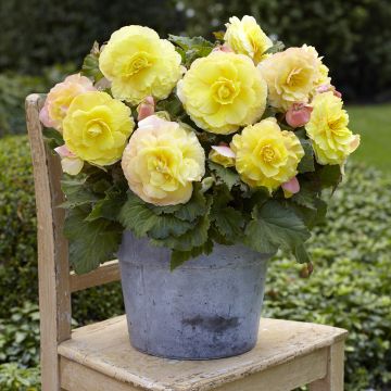 Begonia Grandiflora Rouge Begonia Grandiflora Rouge