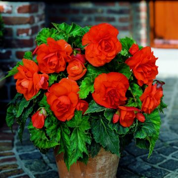 Begonia Grandiflora Jaune Begonia Grandiflora Jaune