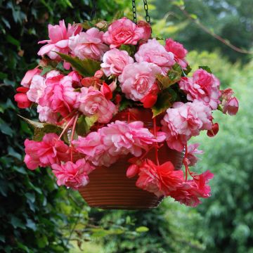 Begonia Pink Balcony - Begonia retombant Begonia Pink Balcony - Begonia retombant